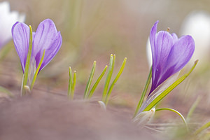 Crocus vernus (Iridaceae)  - Crocus de printemps, Crocus printanier, Crocus blanc - Spring Crocus Savoie [France] 04/06/2016 - 2380m