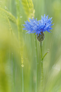 Cyanus segetum (Asteraceae)  - Bleuet des moissons, Bleuet, Barbeau - Cornflower Hautes-Alpes [France] 01/06/2016 - 1060m