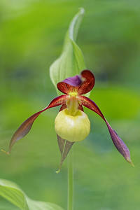 Cypripedium calceolus (Orchidaceae)  - Sabot-de-Vénus - Lady's-slipper Savoie [France] 06/06/2016 - 1140m