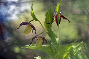 Cypripedium calceolus (Orchidaceae)  - Sabot-de-Vénus - Lady's-slipper Savoie [France] 06/06/2016 - 1150m