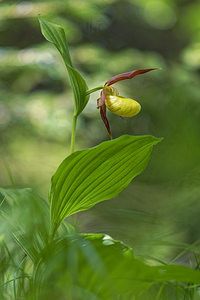 Cypripedium calceolus (Orchidaceae)  - Sabot-de-Vénus - Lady's-slipper Savoie [France] 06/06/2016 - 1190m