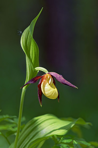 Cypripedium calceolus (Orchidaceae)  - Sabot-de-Vénus - Lady's-slipper Savoie [France] 06/06/2016 - 1200m