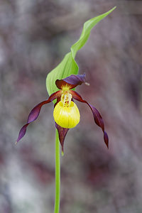 Cypripedium calceolus (Orchidaceae)  - Sabot-de-Vénus - Lady's-slipper Savoie [France] 06/06/2016 - 1190m