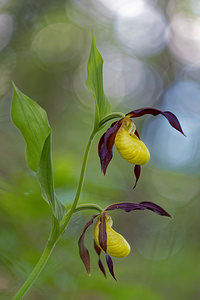 Cypripedium calceolus (Orchidaceae)  - Sabot-de-Vénus - Lady's-slipper Savoie [France] 06/06/2016 - 1190m