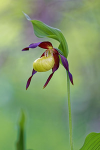 Cypripedium calceolus (Orchidaceae)  - Sabot-de-Vénus - Lady's-slipper Savoie [France] 06/06/2016 - 1190m