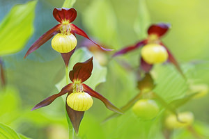 Cypripedium calceolus (Orchidaceae)  - Sabot-de-Vénus - Lady's-slipper Savoie [France] 06/06/2016 - 1190m