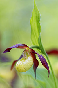 Cypripedium calceolus (Orchidaceae)  - Sabot-de-Vénus - Lady's-slipper Savoie [France] 06/06/2016 - 1190m