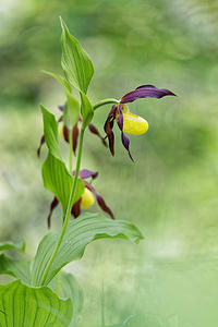 Cypripedium calceolus (Orchidaceae)  - Sabot-de-Vénus - Lady's-slipper Savoie [France] 06/06/2016 - 1190m