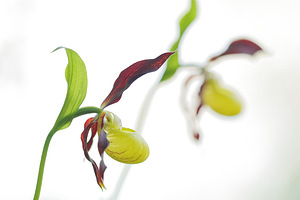 Cypripedium calceolus (Orchidaceae)  - Sabot-de-Vénus - Lady's-slipper Savoie [France] 06/06/2016 - 1190m