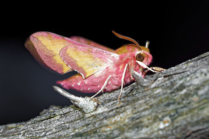 Deilephila porcellus (Sphingidae)  - Petit Sphinx de la Vigne - Small Elephant Hawk-moth Hautes-Alpes [France] 03/06/2016 - 1140m