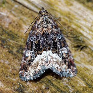 Deltote pygarga (Noctuidae)  - Albule - Marbled White Spot Ardennes [France] 10/06/2016 - 470m