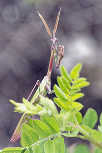 Empusa pennata (Empusidae)  - Empuse commune, Diablotin Hautes-Alpes [France] 02/06/2016 - 750m