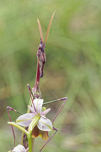 Empusa pennata (Empusidae)  - Empuse commune, Diablotin Hautes-Alpes [France] 02/06/2016 - 760m