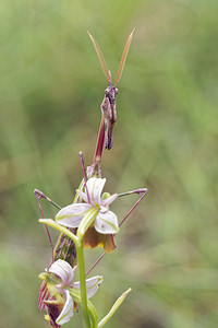 Empusa pennata (Empusidae)  - Empuse commune, Diablotin Hautes-Alpes [France] 02/06/2016 - 760m