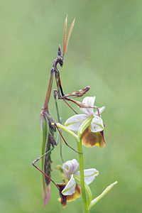 Empusa pennata (Empusidae)  - Empuse commune, Diablotin Hautes-Alpes [France] 02/06/2016 - 760m