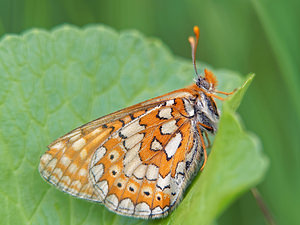 Euphydryas aurinia (Nymphalidae)  - Damier de la Succise - Marsh Fritillary Doubs [France] 07/06/2016 - 750m