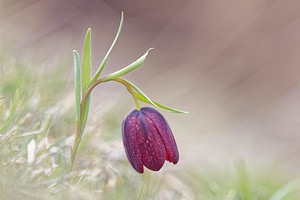 Fritillaria burnatii (Liliaceae)  - Fritillaire de Burnat Hautes-Alpes [France] 03/06/2016 - 2370m