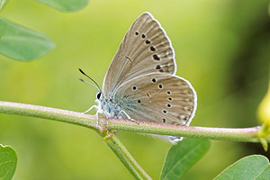 Glaucopsyche iolas (Lycaenidae)  - Azuré du Baguenaudier Hautes-Alpes [France] 02/06/2016 - 800m