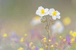 Helianthemum apenninum (Cistaceae)  - Hélianthème des Apennins - White Rock-rose Hautes-Alpes [France] 01/06/2016 - 1070m