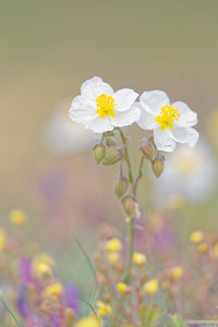 Helianthemum apenninum (Cistaceae)  - Hélianthème des Apennins - White Rock-rose Hautes-Alpes [France] 01/06/2016 - 1070m