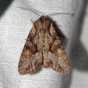 Lacanobia w-latinum (Noctuidae)  - Noctuelle du Genêt - Light Brocade Hautes-Alpes [France] 01/06/2016 - 1130m