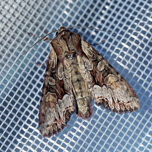 Lacanobia w-latinum (Noctuidae)  - Noctuelle du Genêt - Light Brocade Hautes-Alpes [France] 01/06/2016 - 1130m