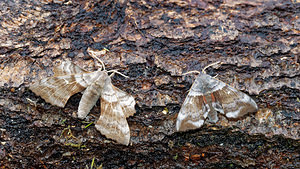 Laothoe populi (Sphingidae)  - Sphinx du Peuplier - Poplar Hawk-moth Doubs [France] 08/06/2016 - 750m