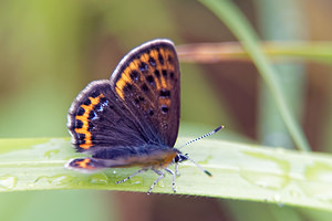 Lycaena helle (Lycaenidae)  - Cuivré de la Bistorte Doubs [France] 08/06/2016 - 830m