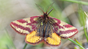 Lythria plumularia Ensanglantée alpine