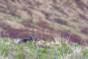 Marmota marmota (Sciuridae)  - Marmotte des Alpes, Marmotte Hautes-Alpes [France] 03/06/2016 - 2420m