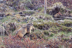 Marmota marmota (Sciuridae)  - Marmotte des Alpes, Marmotte Hautes-Alpes [France] 03/06/2016 - 2460m