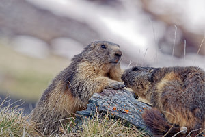 Marmota marmota (Sciuridae)  - Marmotte des Alpes, Marmotte Hautes-Alpes [France] 03/06/2016 - 2510m