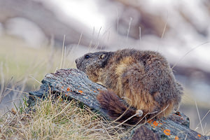 Marmota marmota (Sciuridae)  - Marmotte des Alpes, Marmotte Hautes-Alpes [France] 03/06/2016 - 2510m