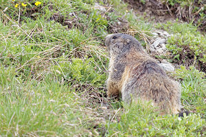 Marmota marmota (Sciuridae)  - Marmotte des Alpes, Marmotte Hautes-Alpes [France] 03/06/2016 - 2290m