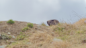 Marmota marmota (Sciuridae)  - Marmotte des Alpes, Marmotte Savoie [France] 05/06/2016 - 2380m