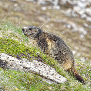 Marmota marmota (Sciuridae)  - Marmotte des Alpes, Marmotte Savoie [France] 05/06/2016 - 2390m