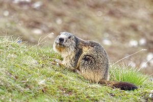 Marmota marmota (Sciuridae)  - Marmotte des Alpes, Marmotte Savoie [France] 05/06/2016 - 2390m