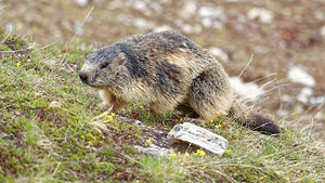 Marmota marmota (Sciuridae)  - Marmotte des Alpes, Marmotte Savoie [France] 05/06/2016 - 2400m