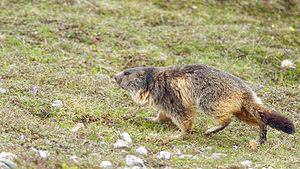 Marmota marmota (Sciuridae)  - Marmotte des Alpes, Marmotte Savoie [France] 05/06/2016 - 2400m