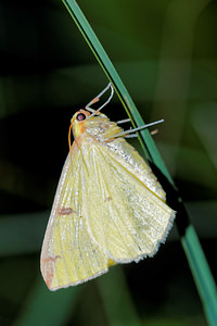 Opisthograptis luteolata (Geometridae)  - Citronnelle rouillée - Brimstone Moth Hautes-Alpes [France] 01/06/2016 - 1130m