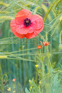 Papaver rhoeas (Papaveraceae)  - Coquelicot, Grand coquelicot, Pavot coquelicot - Common Poppy Hautes-Alpes [France] 01/06/2016 - 1070m