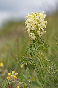 Pedicularis comosa (Orobanchaceae)  - Pédiculaire chevelue Hautes-Alpes [France] 02/06/2016 - 1700m