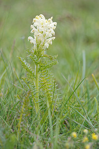 Pedicularis comosa (Orobanchaceae)  - Pédiculaire chevelue Hautes-Alpes [France] 02/06/2016 - 1700m