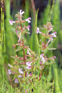 Pedicularis palustris (Orobanchaceae)  - Pédiculaire des marais, Tartarie rouge - Marsh Lousewort Doubs [France] 08/06/2016 - 830m