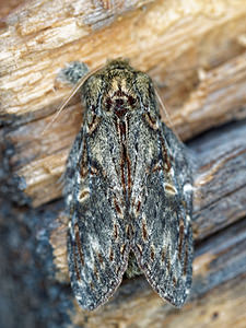 Peridea anceps (Notodontidae)  - Timide - Great Prominent Hautes-Alpes [France] 02/06/2016 - 1090m