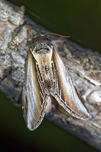 Pheosia tremula (Notodontidae)  - Porcelaine - Swallow Prominent Hautes-Alpes [France] 01/06/2016 - 1130m