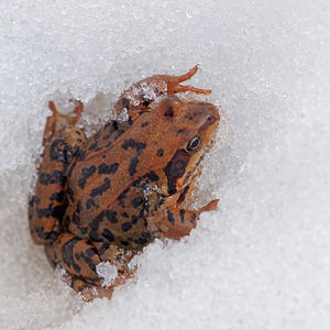 Rana temporaria (Ranidae)  - Grenouille rousse - Grass Frog Savoie [France] 05/06/2016 - 2370m