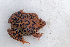 Rana temporaria (Ranidae)  - Grenouille rousse - Grass Frog Savoie [France] 05/06/2016 - 2360m