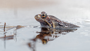 Rana temporaria (Ranidae)  - Grenouille rousse - Grass Frog Savoie [France] 05/06/2016 - 2360m