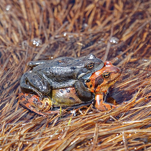 Rana temporaria Grenouille rousse Grass Frog